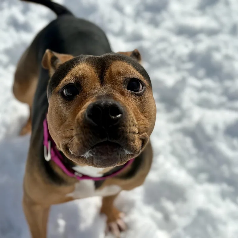 Snickers thumbnail 2