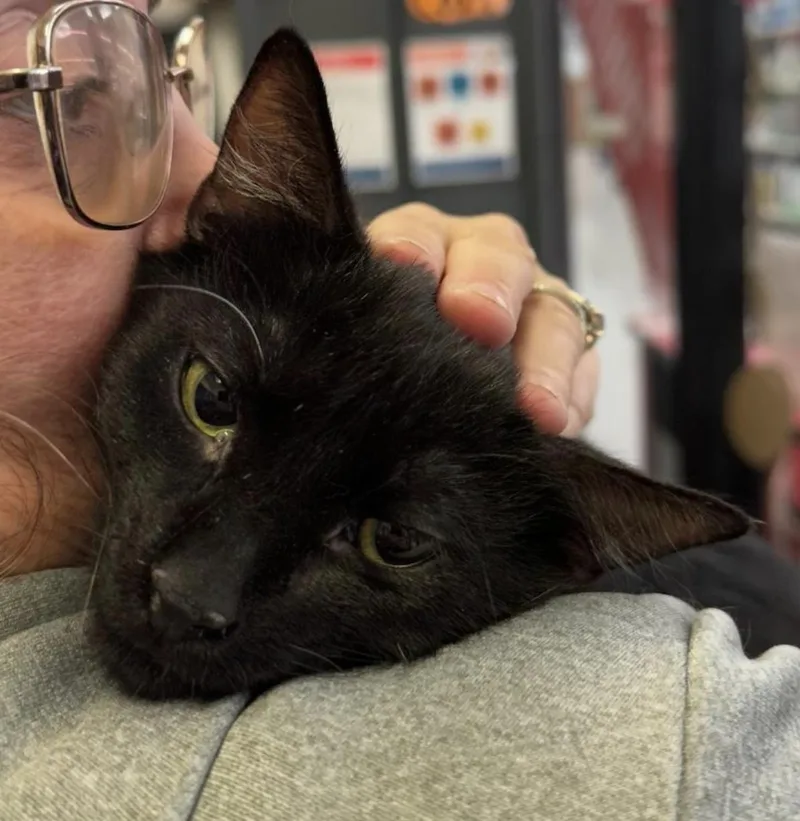 A baby medium-sized male Black Domestic Short Hair cat named Meerkat for adoption in Cincinnati, OH
