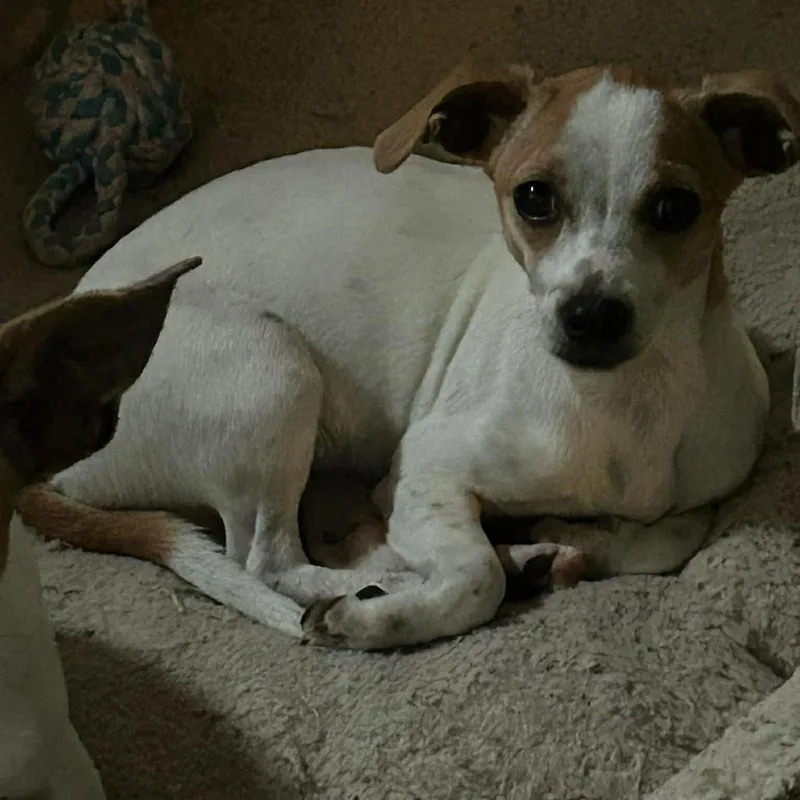 Millie thumbnail 3