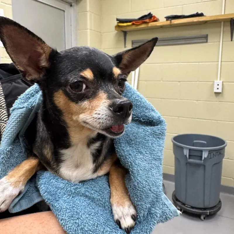 An adult small-sized female Brown / Chocolate Mixed Breed dog named StraySouthLumpkinRoad for adoption in Columbus, GA