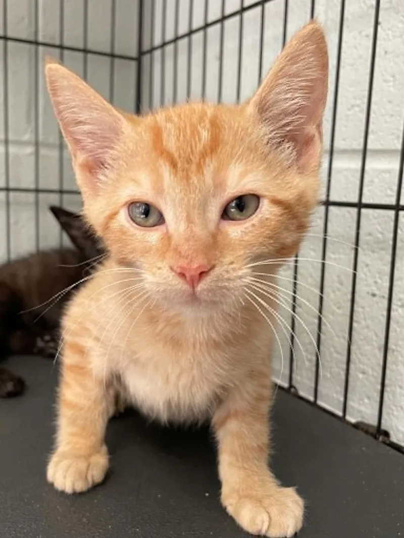 A young medium-sized male Orange / Red Domestic Short Hair cat named Sunnie for adoption in Covington, VA