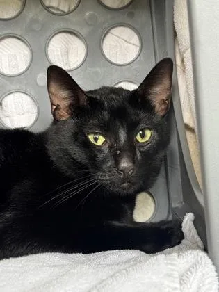 An adult small-sized male Domestic Short Hair cat named Little Guy for adoption in Honolulu, HI