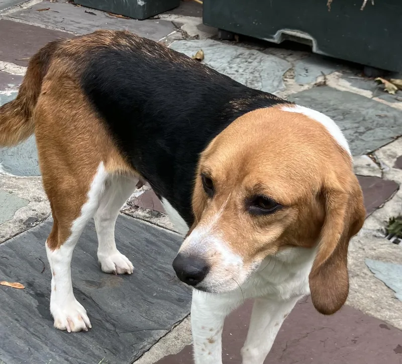 An adult small-sized female Beagle dog named Molly for adoption in South Plainfield, NJ