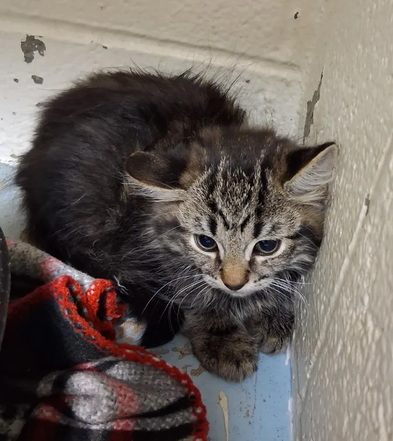 A baby small-sized male Domestic Medium Hair cat named Modano for adoption in Ada, OK