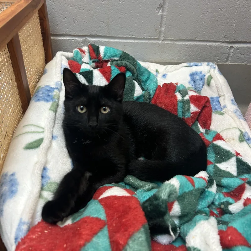 A young medium-sized female Domestic Short Hair cat named Hanna for adoption in Southold, NY