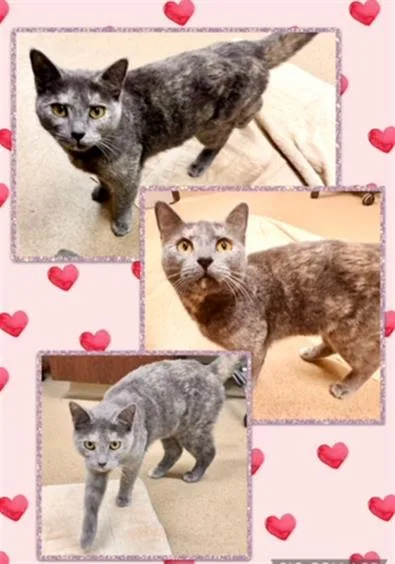An adult small-sized female Domestic Short Hair cat named Isbell for adoption in Derwood, MD