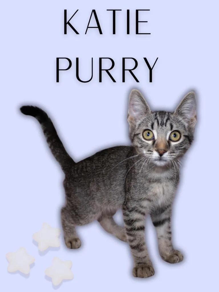 Katie Purry