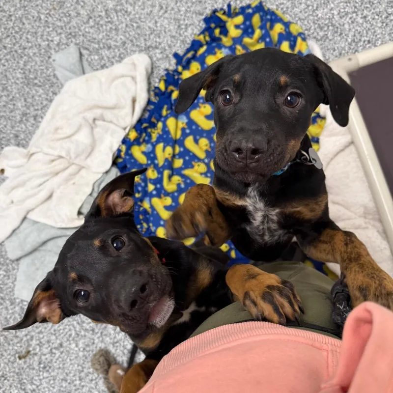 A baby small-sized male Black Rottweiler dog named Titan for adoption in Brookfield, WI