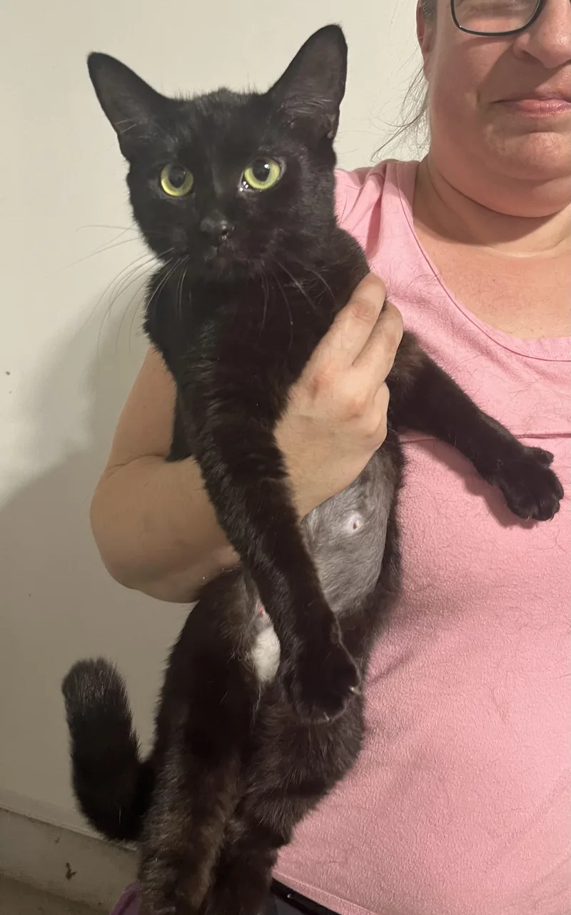 A young small-sized female Domestic Short Hair cat named Chocolate Girl for adoption in Parkland, FL