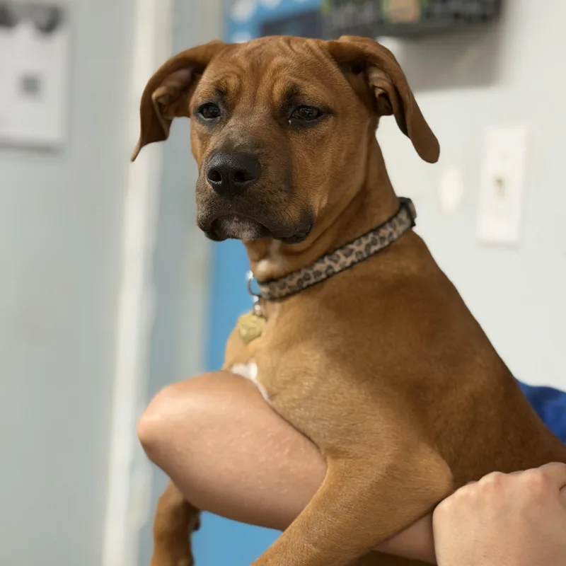 A baby medium-sized female Tricolor (Brown, Black, & White) Hound dog named Leafy Seadragon for adoption in Columbia, SC
