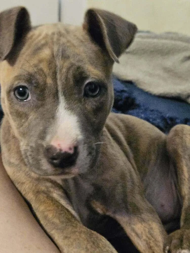 A baby medium-sized female Mixed Breed dog named Athena for adoption in Orlando, FL