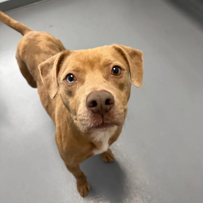 An adult large-sized male Pit Bull Terrier dog named Pumpkin for adoption in Roanoke, VA