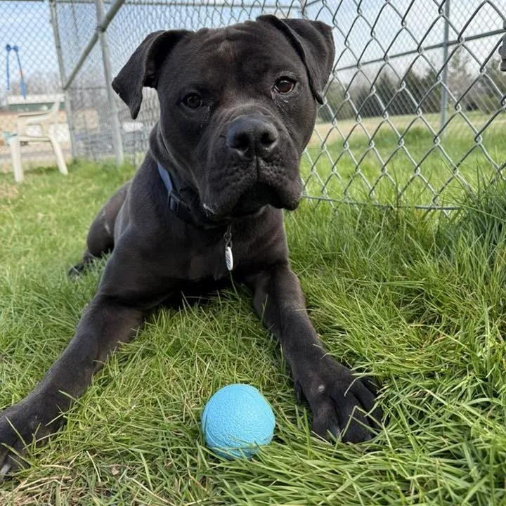 An adult large-sized female Black Cane Corso dog named Lunnah for adoption in manchester, PA