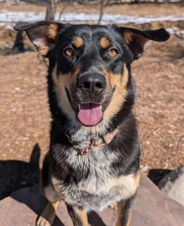 An adult large-sized female Shepherd dog named Chuppa for adoption in Littleton, CO