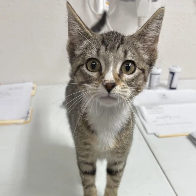 A baby medium-sized female Tabby (Brown / Chocolate) Domestic Short Hair cat named Tarot for adoption in Charles City, IA