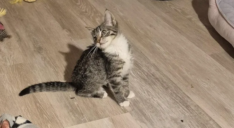 A baby small-sized female Domestic Short Hair cat named Carmen for adoption in South Bend, IN