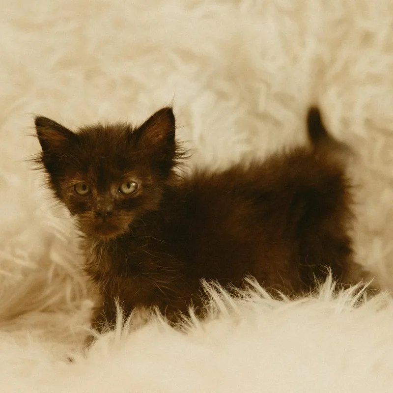 Mercury thumbnail 2