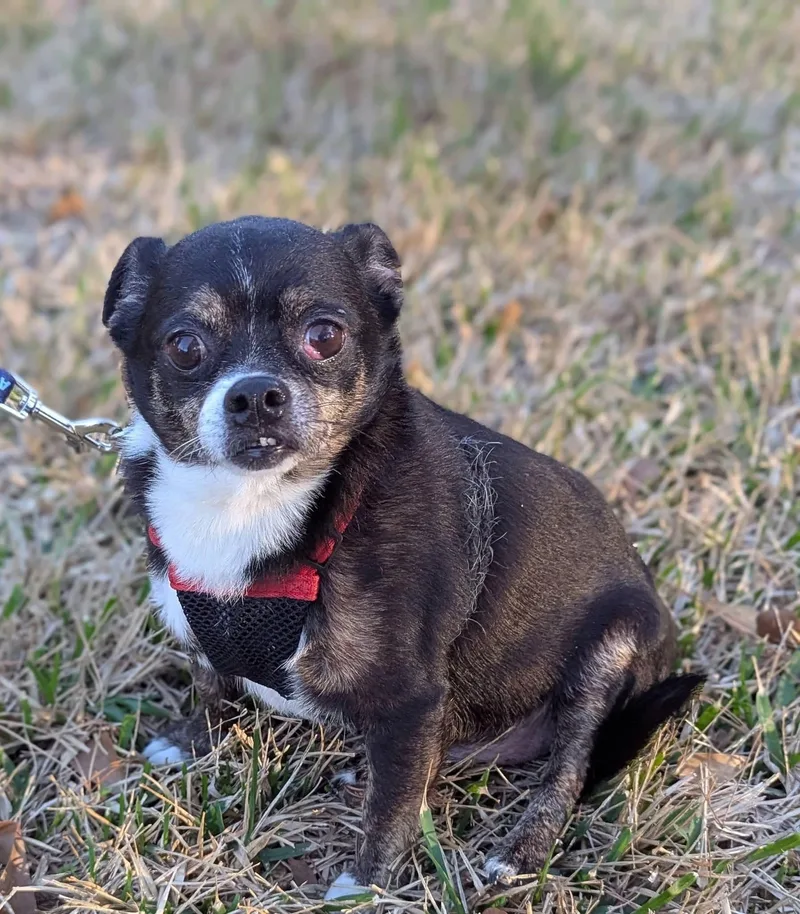 An adult small-sized male Chihuahua dog named Nugget for adoption in Spring, TX