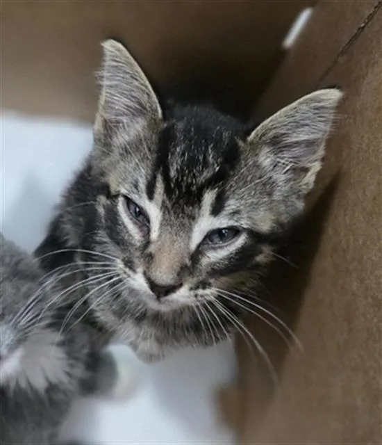 A baby medium-sized male Domestic Short Hair cat named Franco for adoption in Dallas, TX