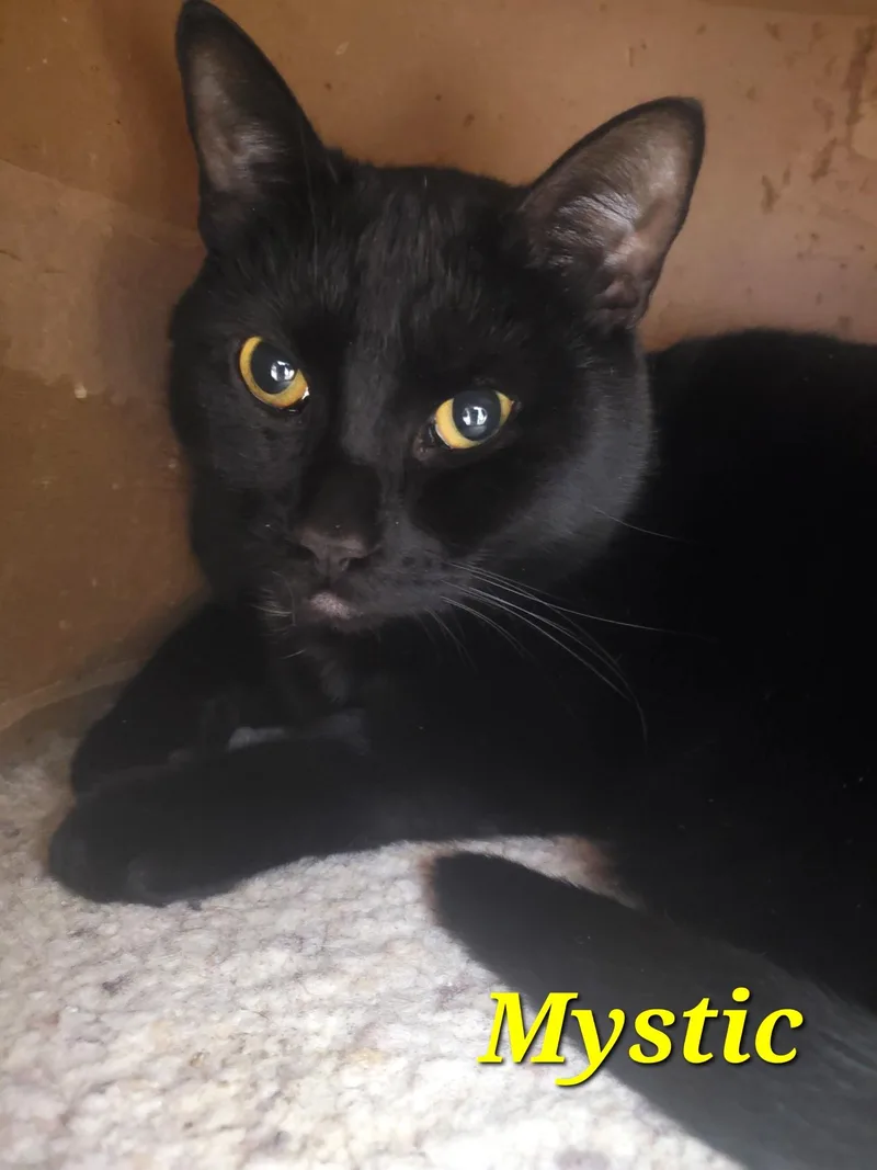 An adult large-sized male Black Domestic Short Hair cat named Mystic  Part Of for adoption in Spokane Valley, WA