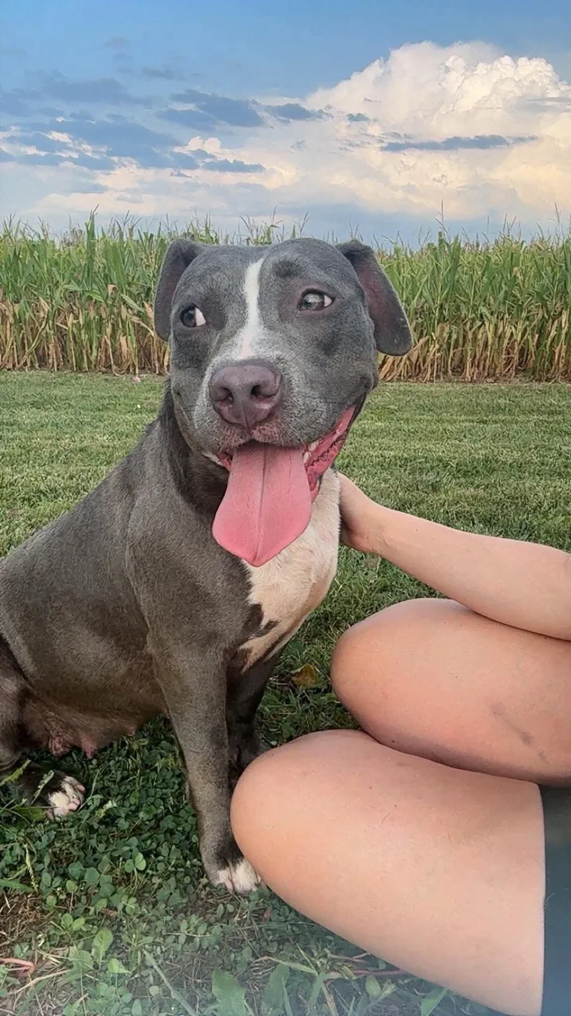 An adult medium-sized female Pit Bull Terrier dog named Smoke for adoption in Germantown, OH