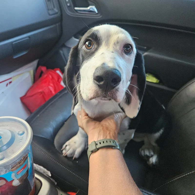 A baby medium-sized male Basset Hound dog named Otis for adoption in Lafayette, CA