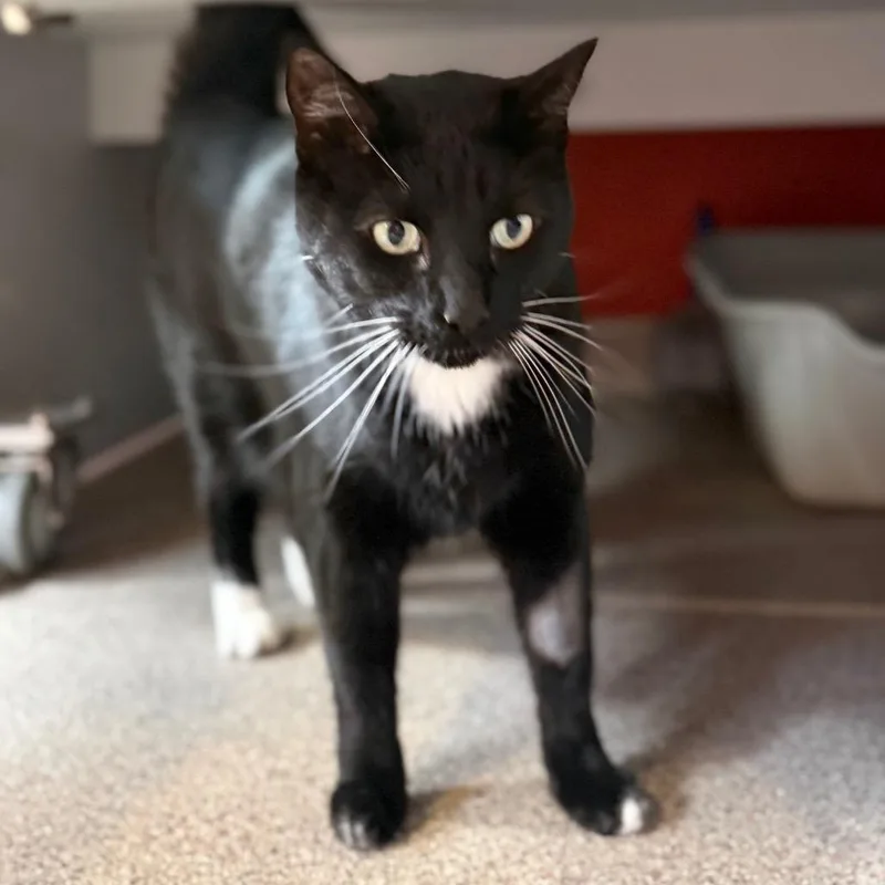 An adult extra large-sized male Black Domestic Short Hair cat named Arnold Schwarzenegger for adoption in Sarasota, FL