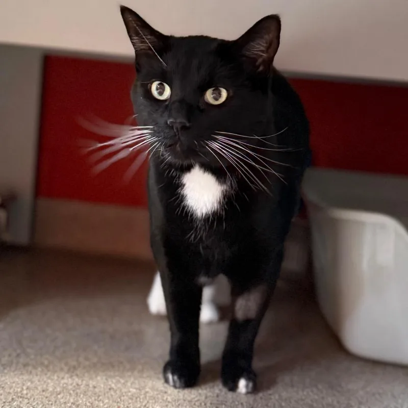 Arnold Schwarzenegger thumbnail 3