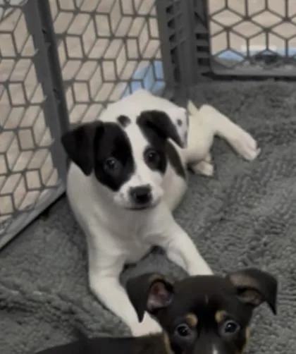 A baby small-sized female Mixed Breed dog named Amino for adoption in Chamblee, GA