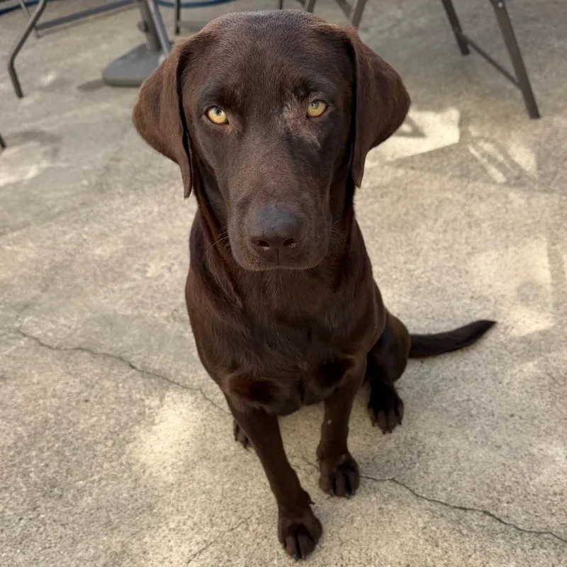 A young medium-sized female Brown / Chocolate Chocolate Labrador Retriever dog named Daisy for adoption in Webster, TX