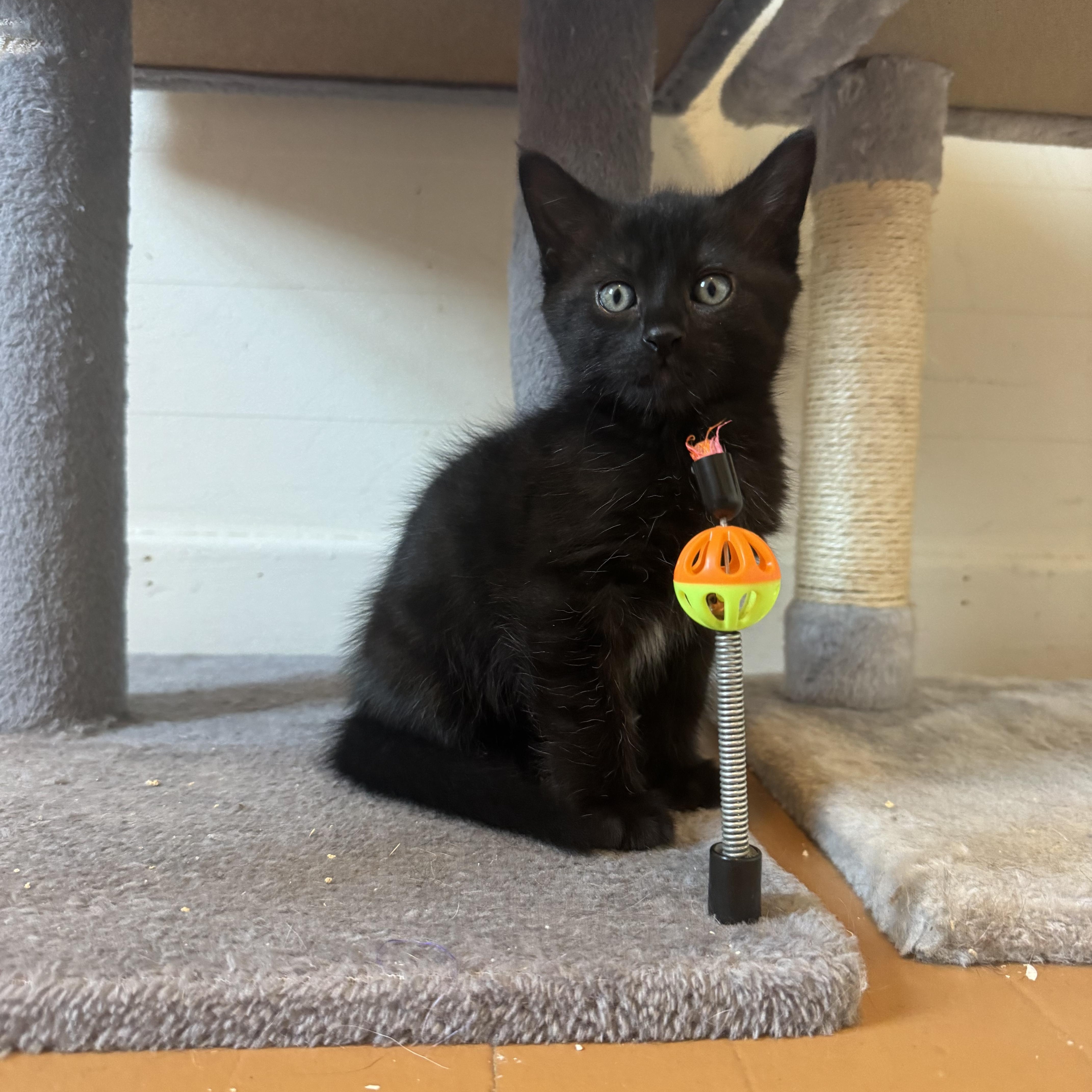 A baby medium-sized female Black Domestic Short Hair cat named Ruki for adoption in Emeryville, CA