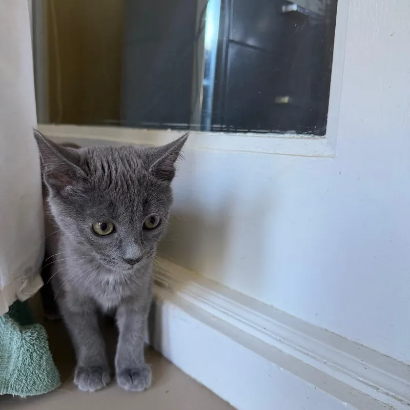 A baby small-sized female Domestic Short Hair cat named Maple for adoption in Pittsford, VT