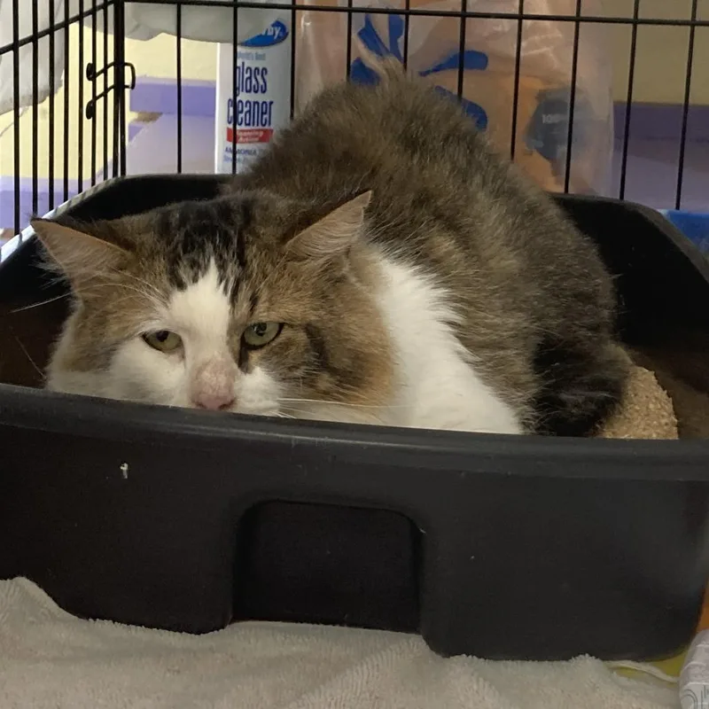 A young small-sized male White Domestic Medium Hair cat named Fluff for adoption in Midland, TX