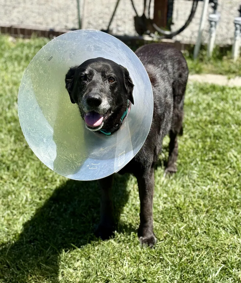 A senior large-sized female Black Labrador Retriever dog named Thea for adoption in Petaluma, CA