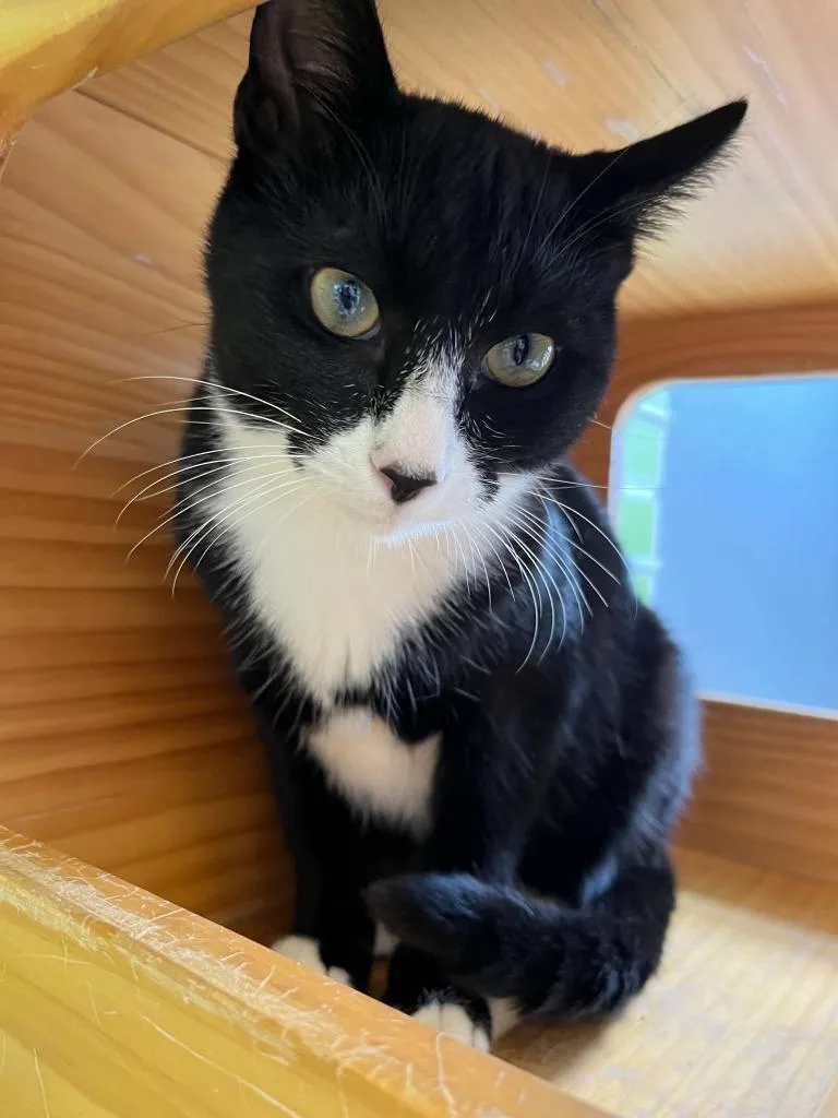 A young small-sized male Black & White / Tuxedo Domestic Short Hair cat named Captain Rex for adoption in Tyler, TX