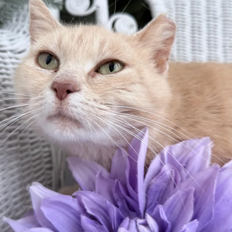 An adult large-sized female Buff / Tan / Fawn Domestic Short Hair cat named Ginger Burger for adoption in Eaton Rapids, MI