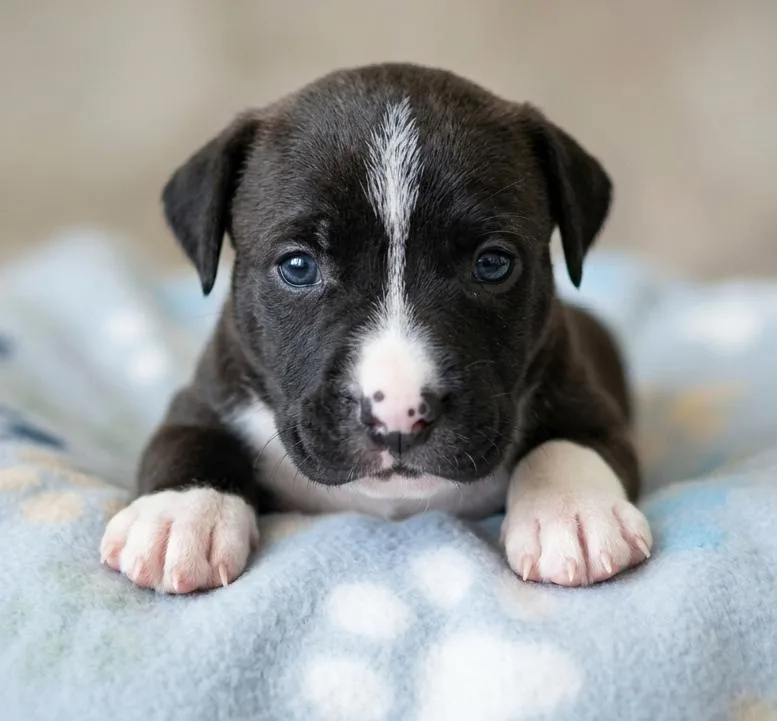 A baby medium-sized female Labrador Retriever dog named Jinny for adoption in Crown Point, IN