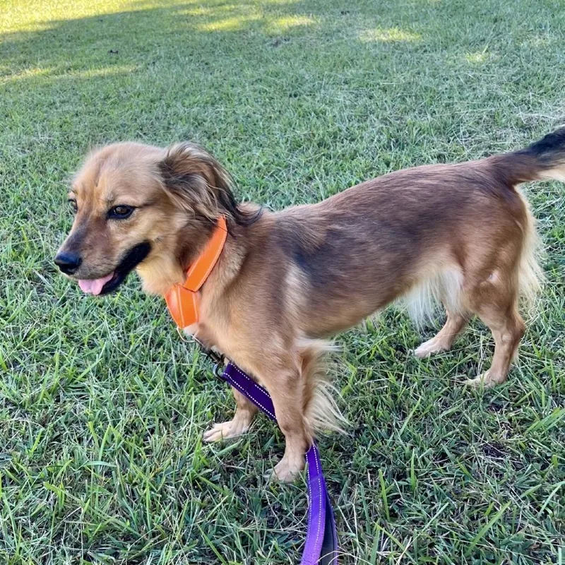 An adult small-sized female Chihuahua dog named Seraphina for adoption in Tyrone, GA