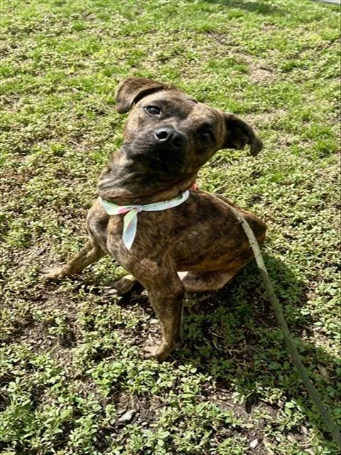 A young medium-sized female Terrier dog named Genny for adoption in Miami, FL