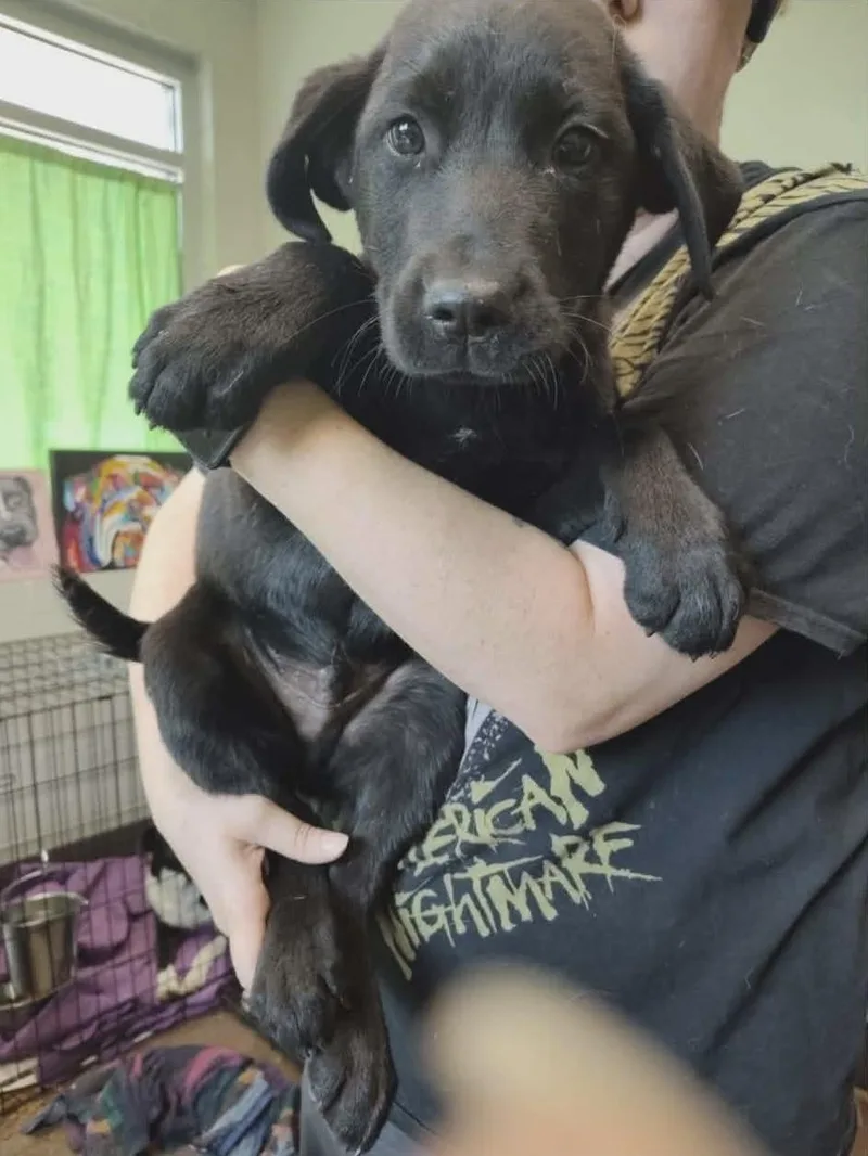 A baby medium-sized male Black Labrador Retriever dog named Mike for adoption in Newfoundland, NJ