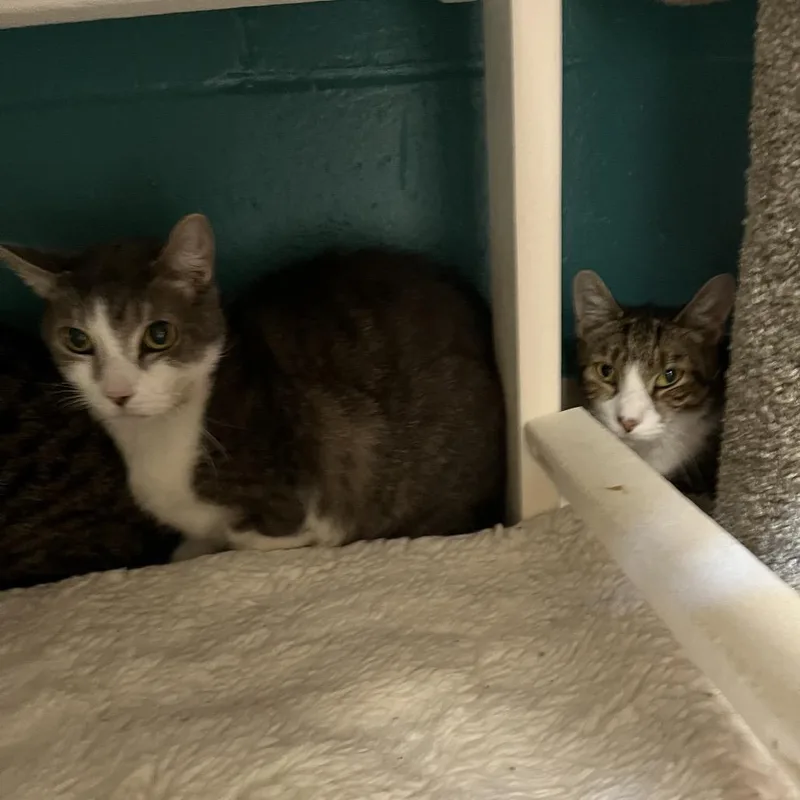 A young medium-sized male Buff / Tan / Fawn Domestic Short Hair cat named Clementine for adoption in Bedford, NH