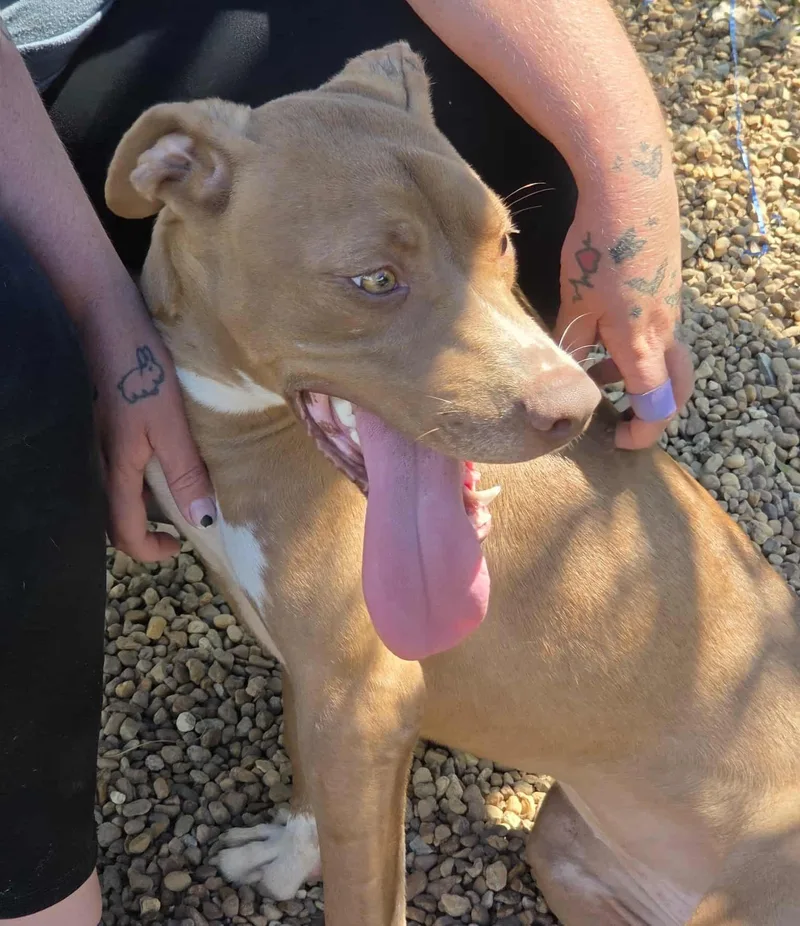 Brooklyn thumbnail 5