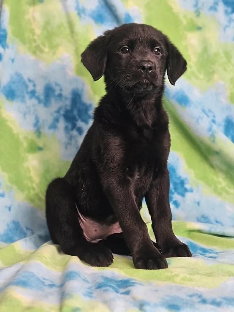 A baby large-sized female Black Rottweiler dog named French Toast for adoption in East Sparta, OH
