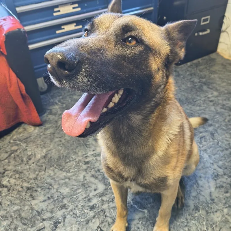 An adult large-sized male Belgian Shepherd / Malinois dog named Alfy for adoption in Othello, WA