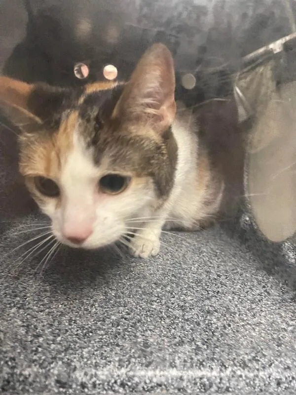 An adult medium-sized female Calico Domestic Short Hair cat named Melissa for adoption in Cincinnati, OH