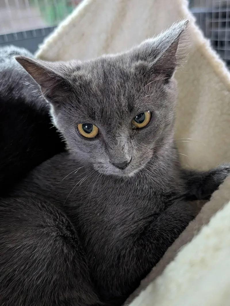 A baby medium-sized female Gray / Blue / Silver Domestic Short Hair cat named Claire for adoption in Claridge, PA