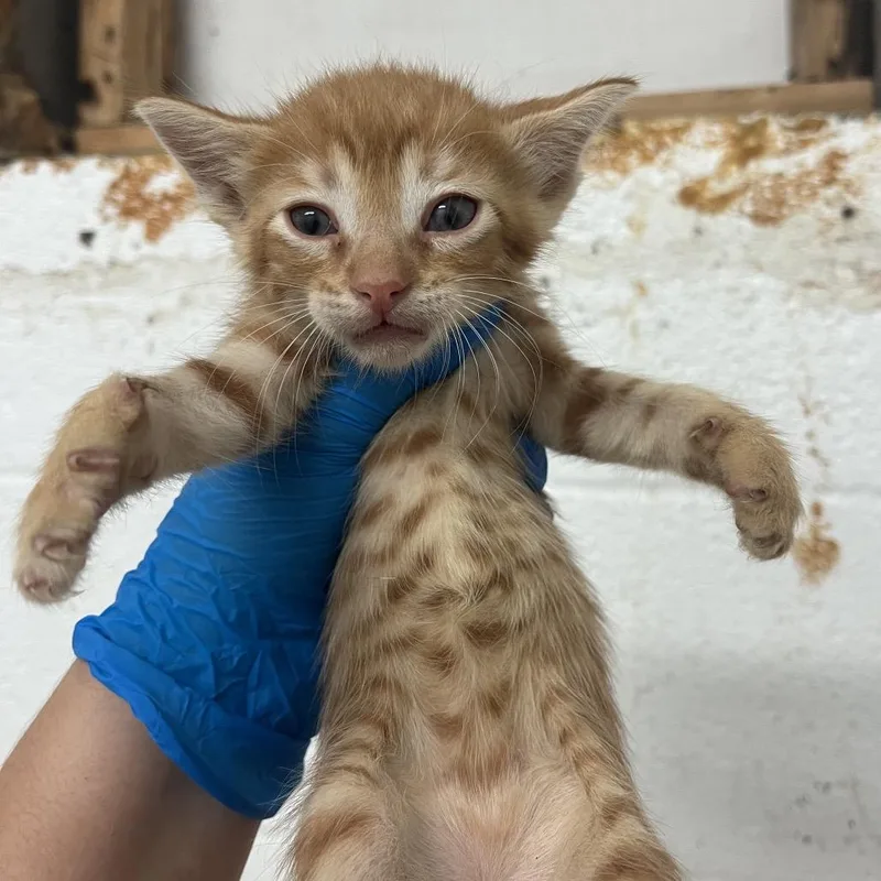 A baby small-sized male Domestic Short Hair cat named Da Vinci for adoption in Edinburg, TX