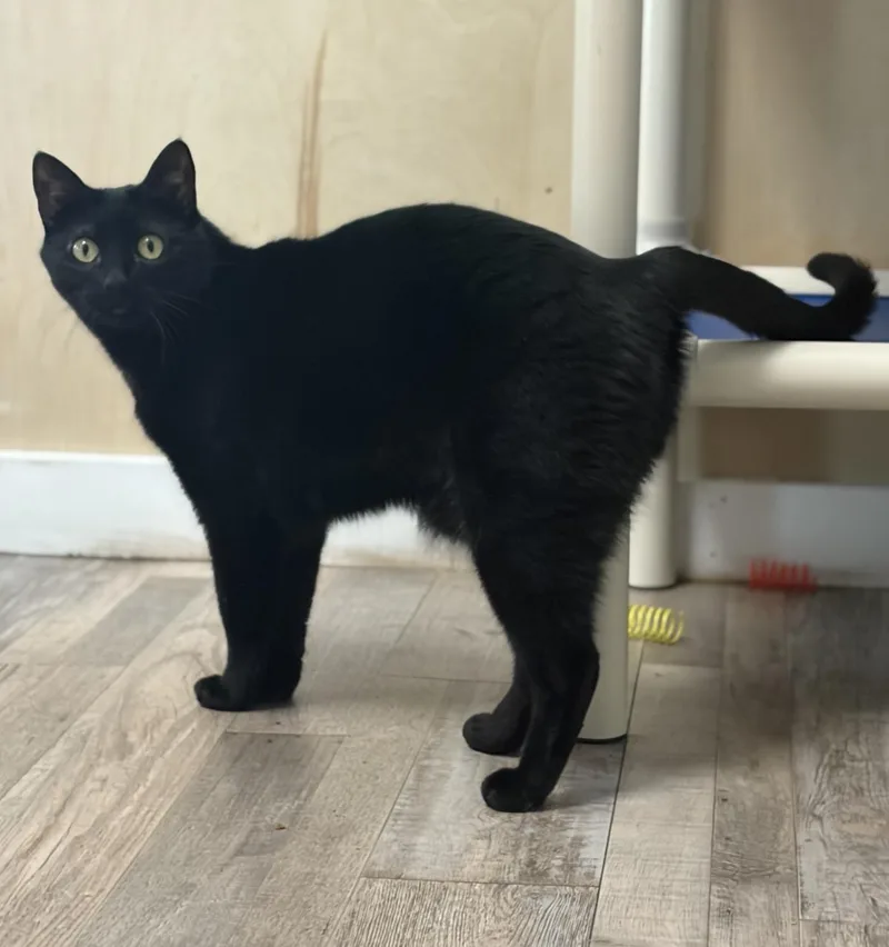 An adult large-sized male Black Domestic Short Hair cat named Espresso for adoption in Petaluma, CA