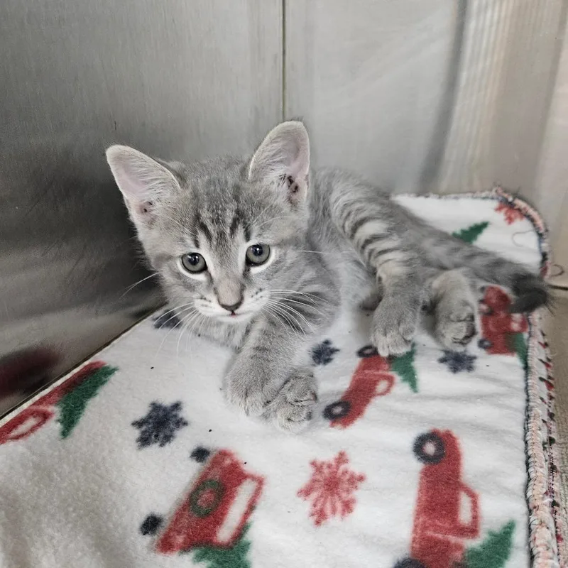 A baby small-sized male Gray / Blue / Silver Domestic Short Hair cat named Mercury for adoption in Ridgely, MD