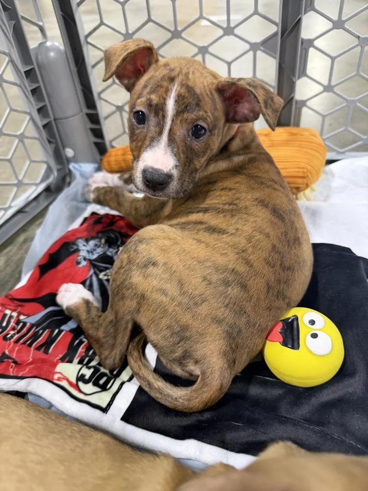 A baby small-sized female Terrier dog named Burberry for adoption in Plymouth, MI